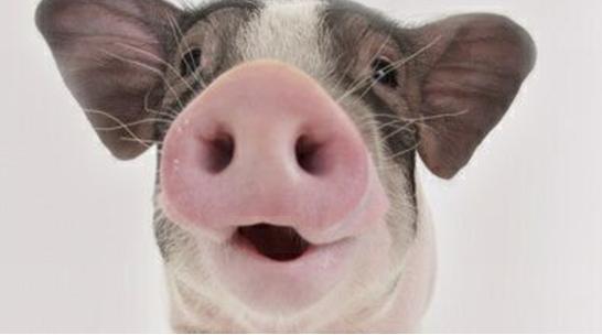 争先恐后，生肖中的领头羊