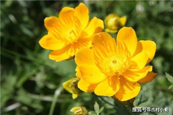 独特解释，黄花女儿与生肖的神秘联系