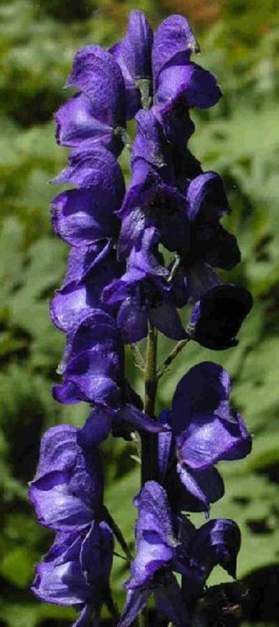 马角乌头，解密生肖之谜与传统文化寓意