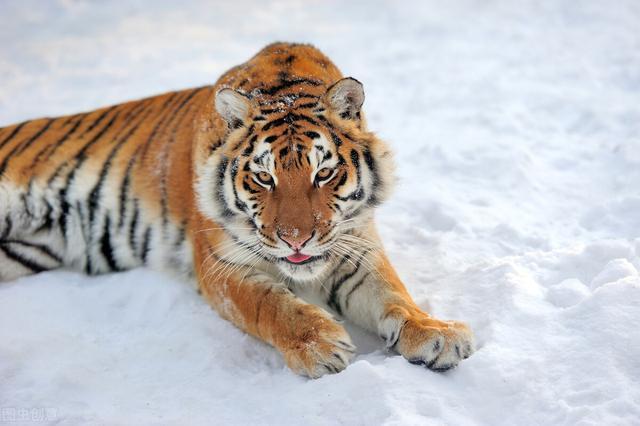 表里不一的动物是什么生肖:权威揭晓落实