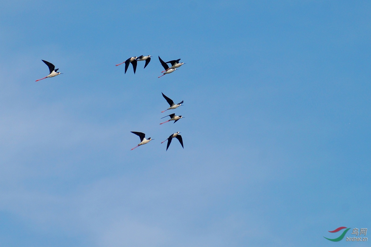 蓝天绿地鸟儿飞,探寻生肖之谜与创造精神的落实 蓝天绿地鸟儿飞,探寻生肖之谜与创造精神的落实