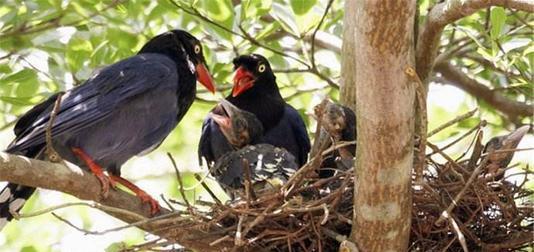 反哺之私，生肖文化中的孝道与个人成长