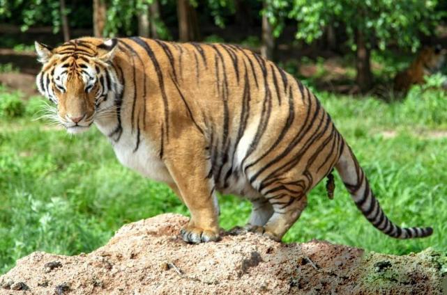 屹然挺立，解读生肖中的坚韧与不屈—以虎为例