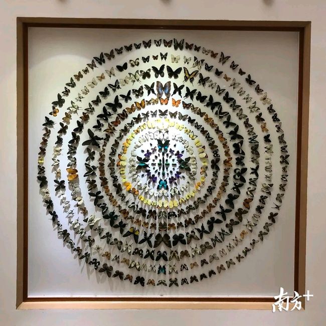 花飞蝶舞中的生肖奥秘与成就的坚实落地 花飞蝶舞中的生肖奥秘与成就的坚实落地