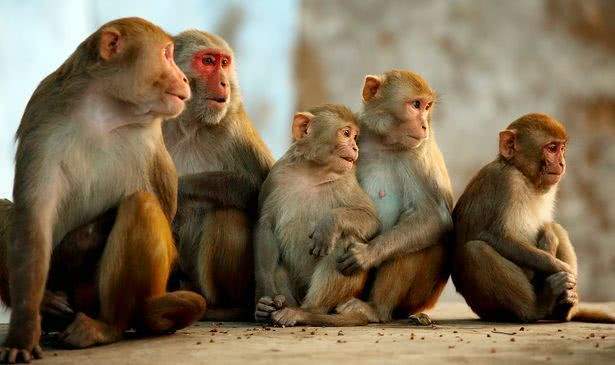 手足相连，谜底揭晓，揭秘猴子背后的文化与科学
