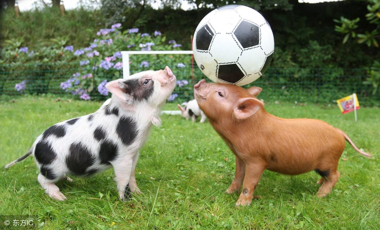 节外生枝打一个生肖:详细解释落实