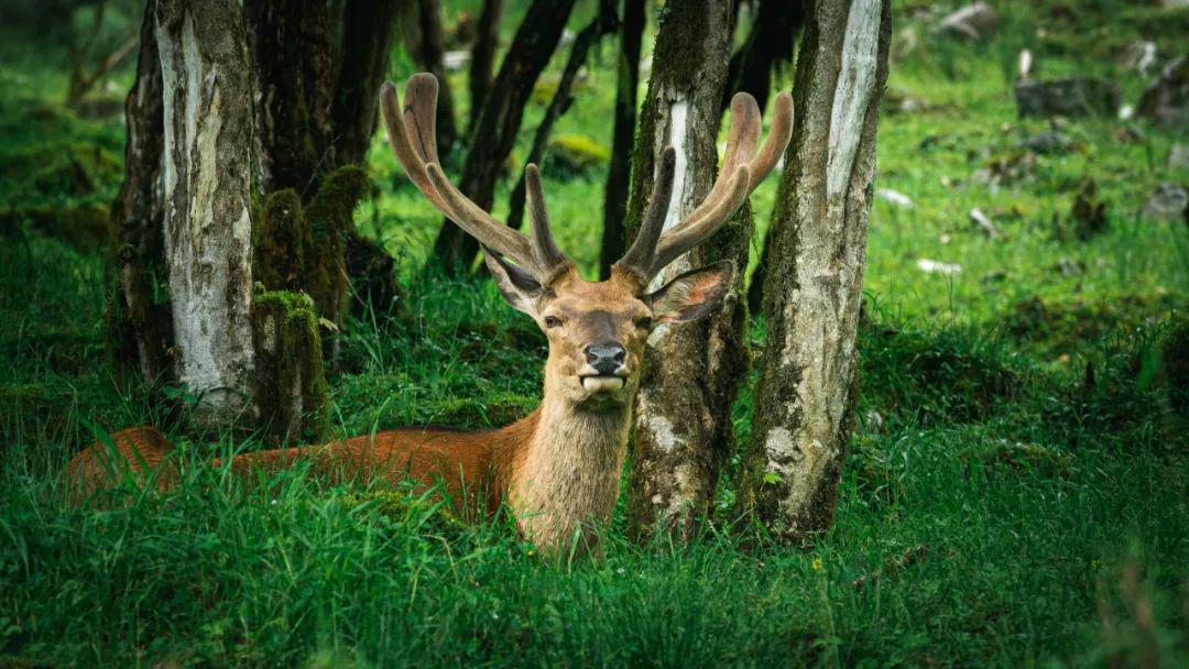林深见鹿是什么生肖、详细解释落实