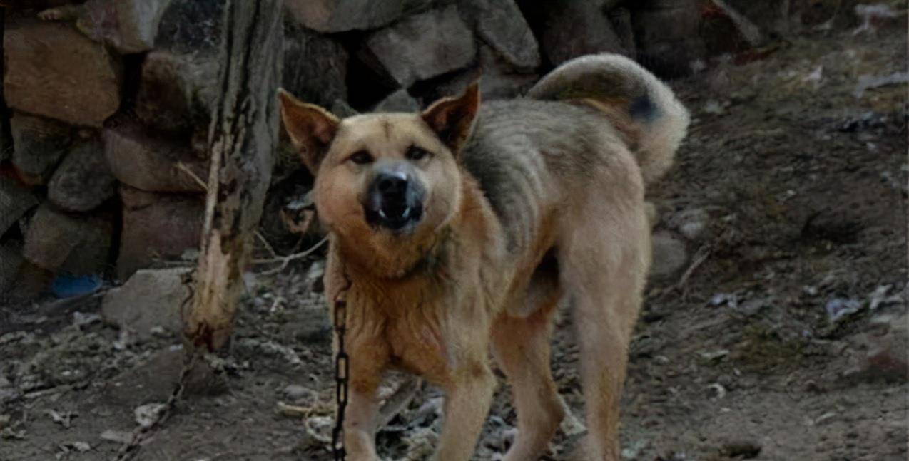 揭秘邑犬群吠背后的生肖奥秘,权威解读与文化探索 揭秘邑犬群吠背后的生肖奥秘,权威解读与文化探索