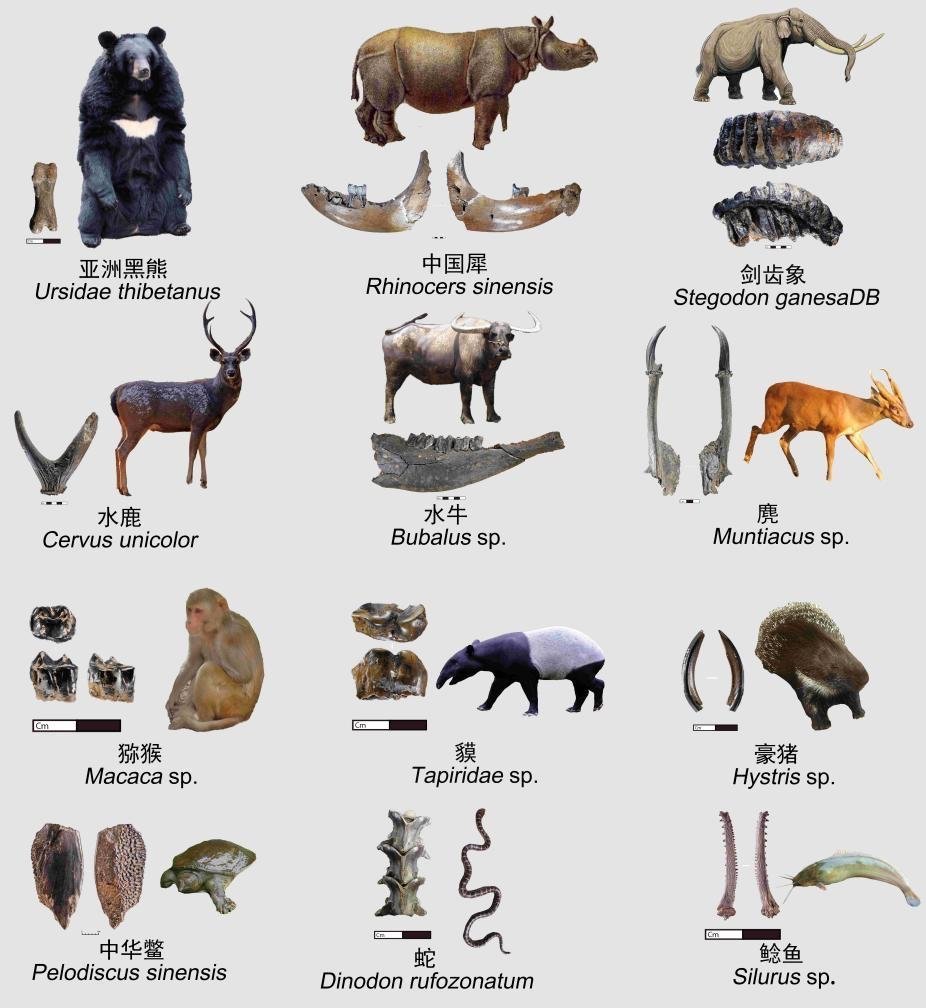 叛敌投国祸社程，代表的动物及其实证与解释