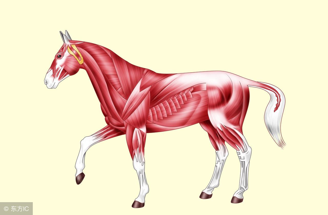 忙忙碌碌是什么生肖:词语解析解答落实