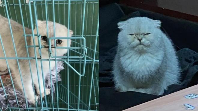 装死卖活猜一肖、定量作答落实解释