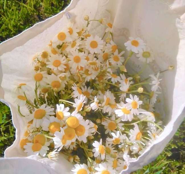 揭秘金枝玉叶背后的生肖奥秘，精准解答与文化解读