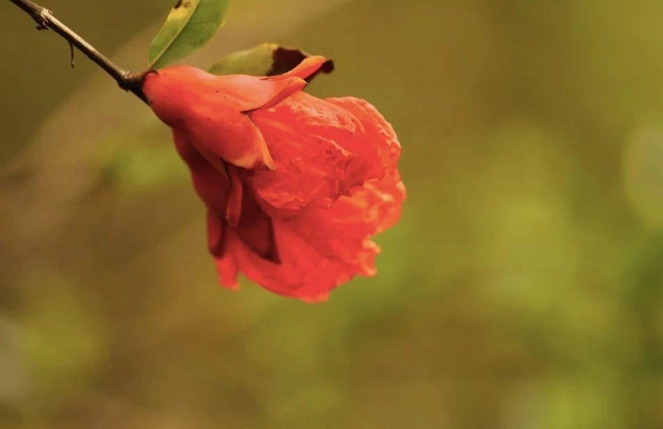 插翅难逃与生肖之谜，揭秘背后的文化寓意与智慧