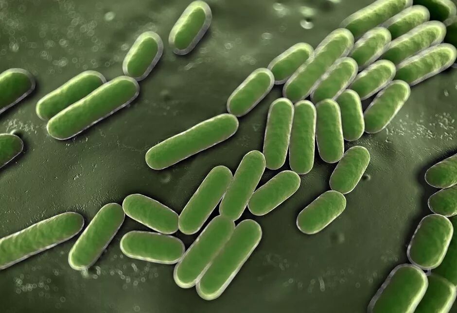 大肠杆菌,从微生物到人类健康的桥梁 大肠杆菌,从微生物到人类健康的桥梁