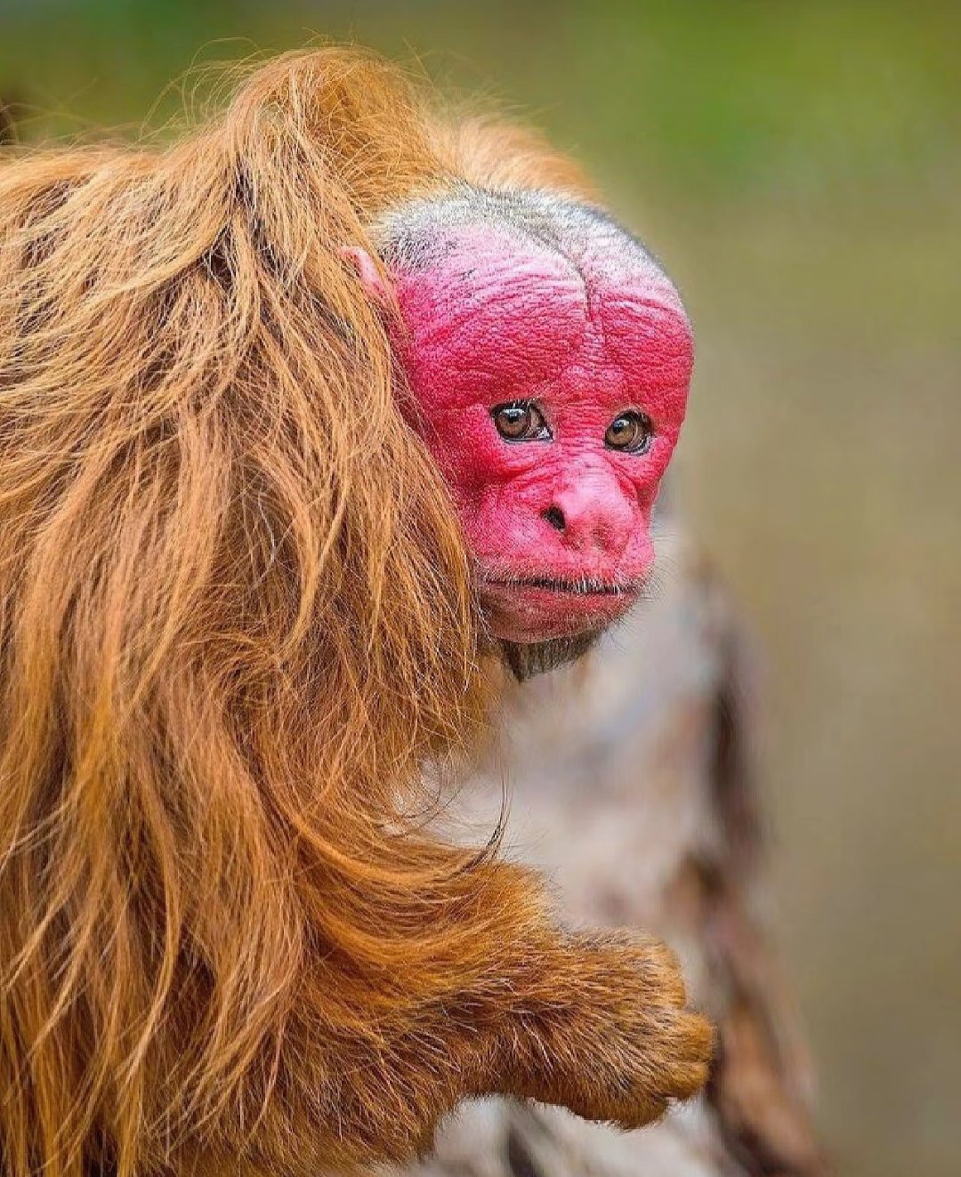 红脸赤颈打一正确生肖、合作作答落实解释