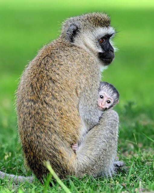 招降纳叛，揭秘背后的生肖与网络解释
