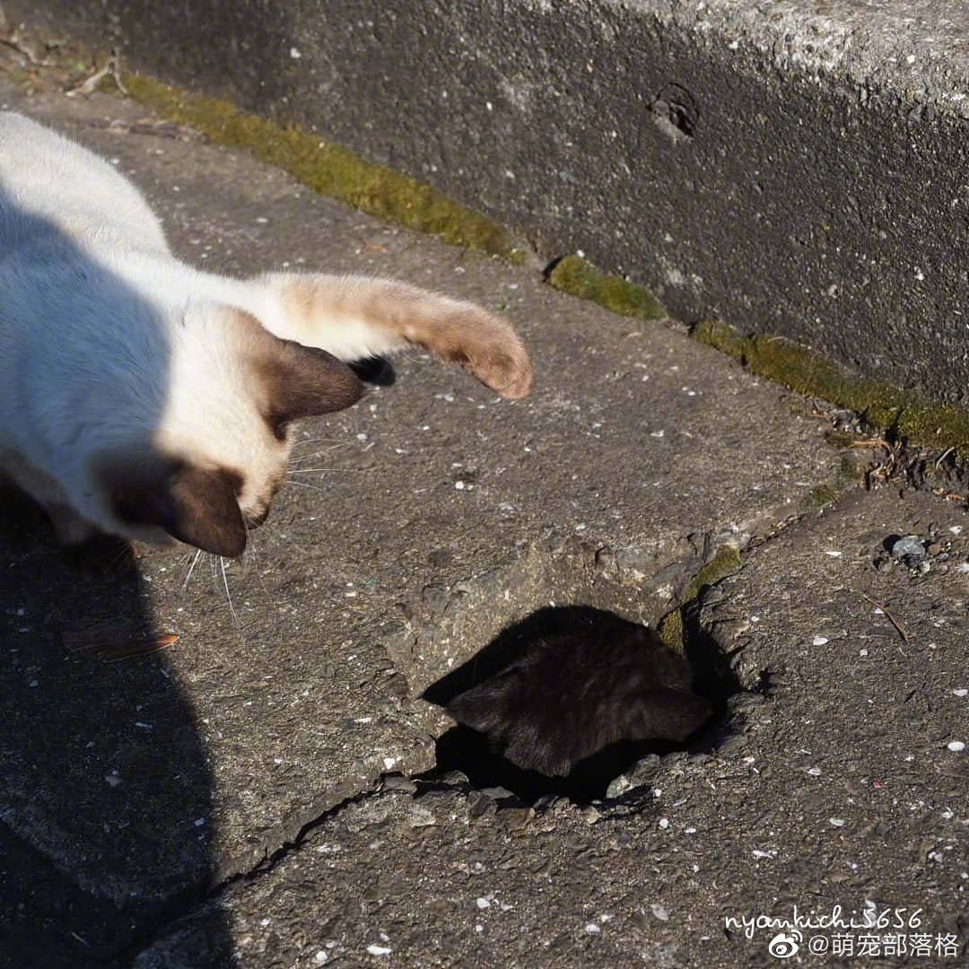 出头露面打一动物:答案解释落实