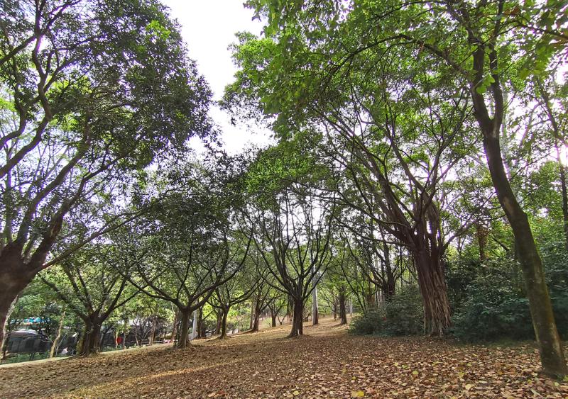 不露声色,生肖中的智者—蛇的智慧与策略 不露声色,生肖中的智者—蛇的智慧与策略