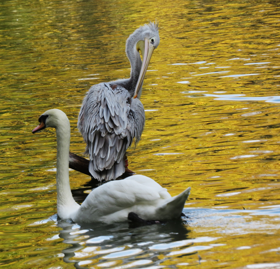 蓝天绿地鸟儿飞，揭秘蓝天绿地鸟儿飞背后的生肖之谜与创造解释落实