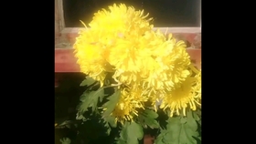 投木报琼打一生肖:马上为你揭晓落实 投木报琼打一生肖:马上为你揭晓落实