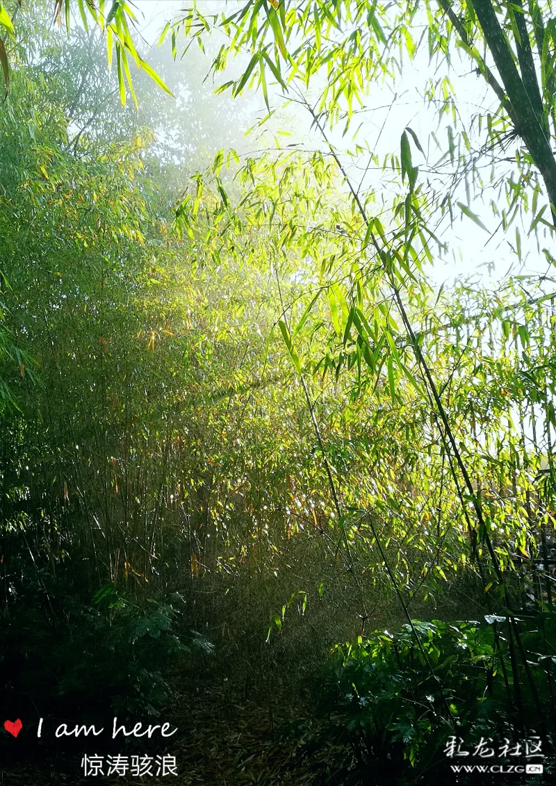 竹影小山间，探寻生肖之谜—揭秘小山几座竹绿绿的生肖寓意