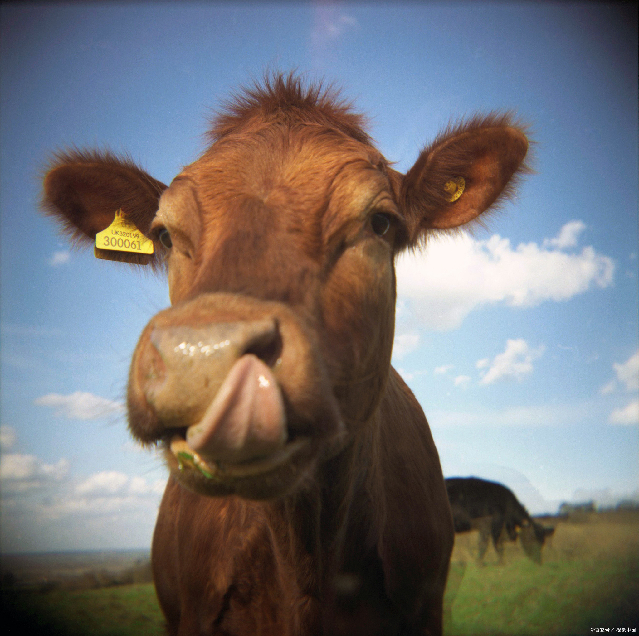 抓牛鼻子猜一动物:词语解析解答落实