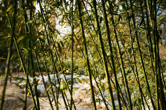 竹影小山间，探寻生肖之谜—揭秘小山几座竹绿绿的生肖寓意