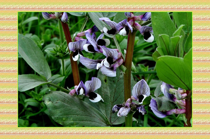 豆蔻年华是什么生肖、定量解释落实 豆蔻年华是什么生肖、定量解释落实