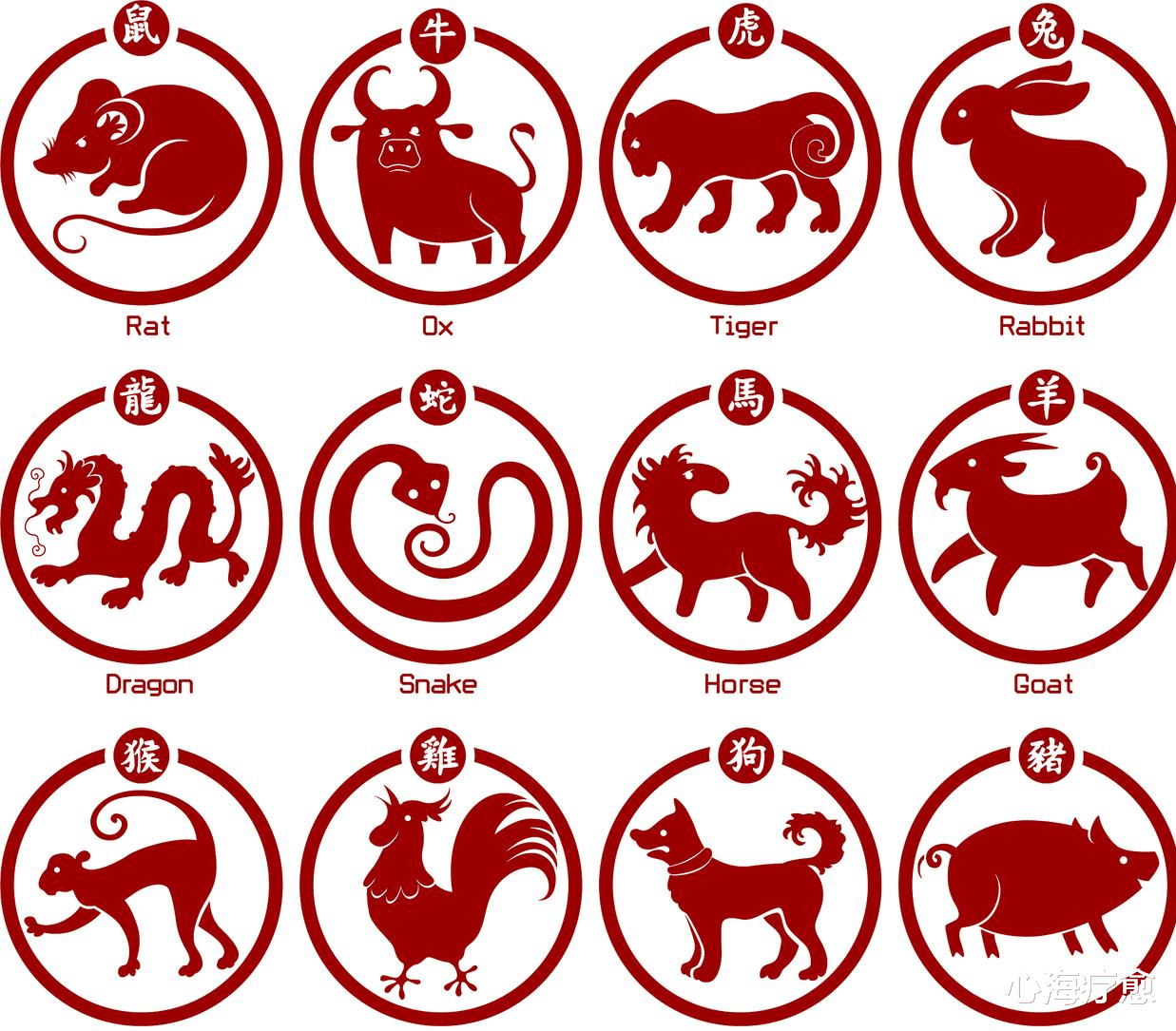 倏来忽往，揭秘最佳生肖的实证与解释