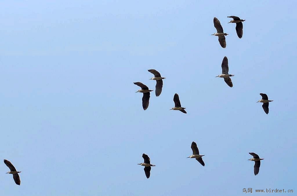 蓝天绿地鸟儿飞，揭秘蓝天绿地鸟儿飞背后的生肖之谜与创造解释落实