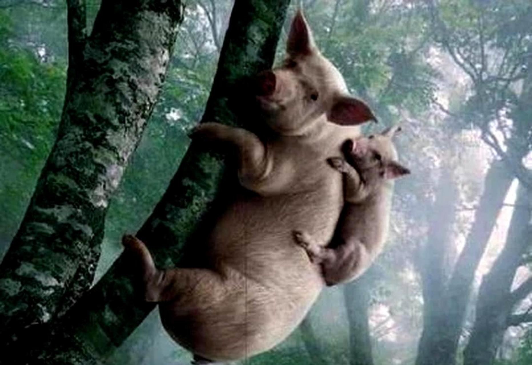 鱼跃鸟飞，揭秘背后的动物寓意