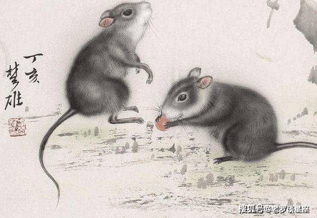 探索心照不宣的生肖奥秘，创新视角下的文化解读