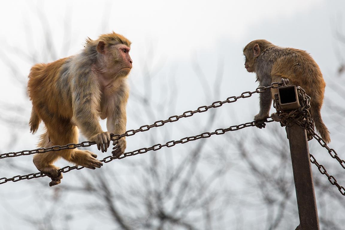 如履平地，揭秘最佳生肖的智慧与策略