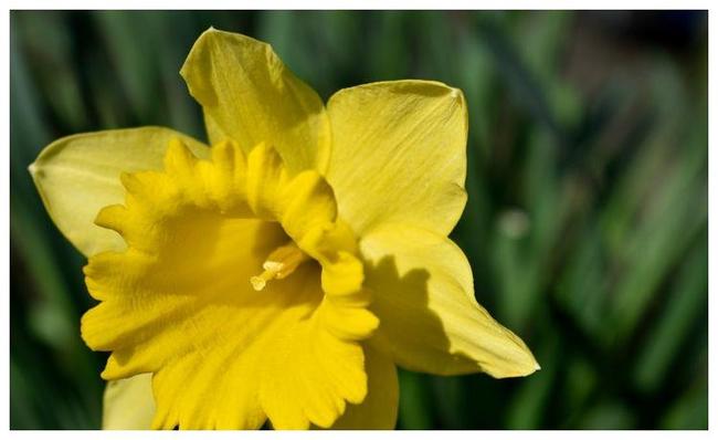 独特解释，黄花女儿与生肖的神秘联系