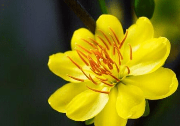 黄花女儿与生肖之谜，揭秘传统文化中的智慧与趣味