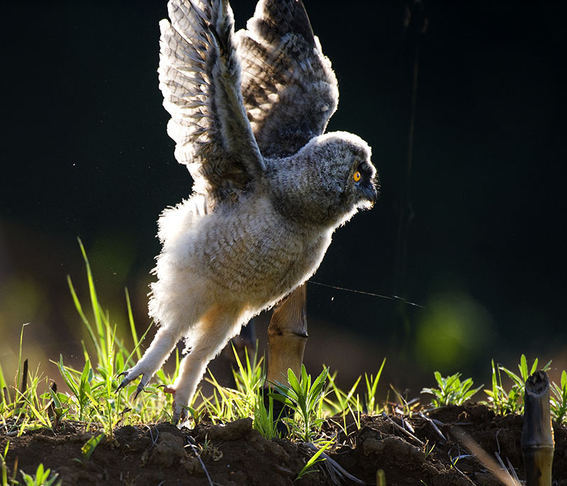 雏鹰展翅是什么生肖、网络解释落实