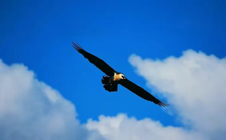 雏鹰展翅是什么生肖、网络解释落实