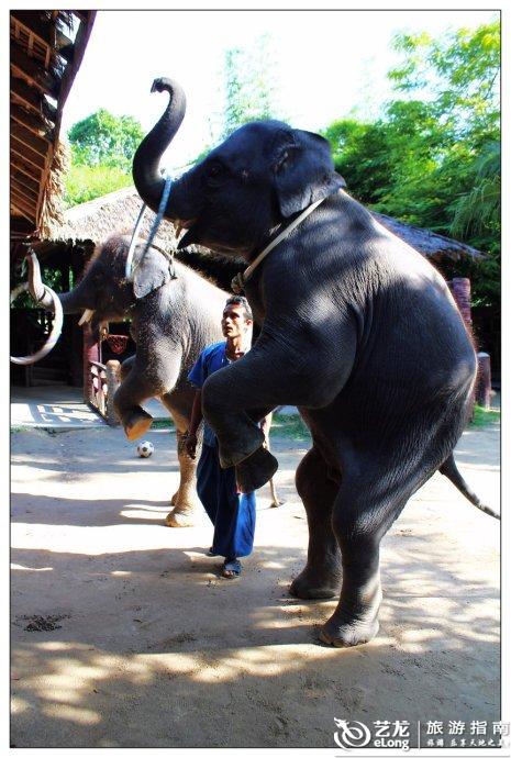 声色犬马什么生肖:详细解释落实