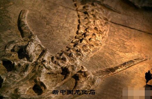 揭秘黑牛白角，权威解读背后的生肖之谜