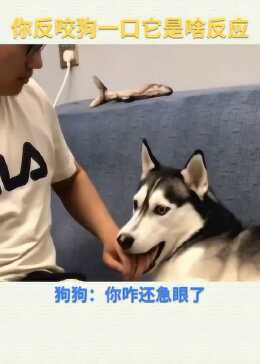 反咬一口，生肖背后的智慧与警示