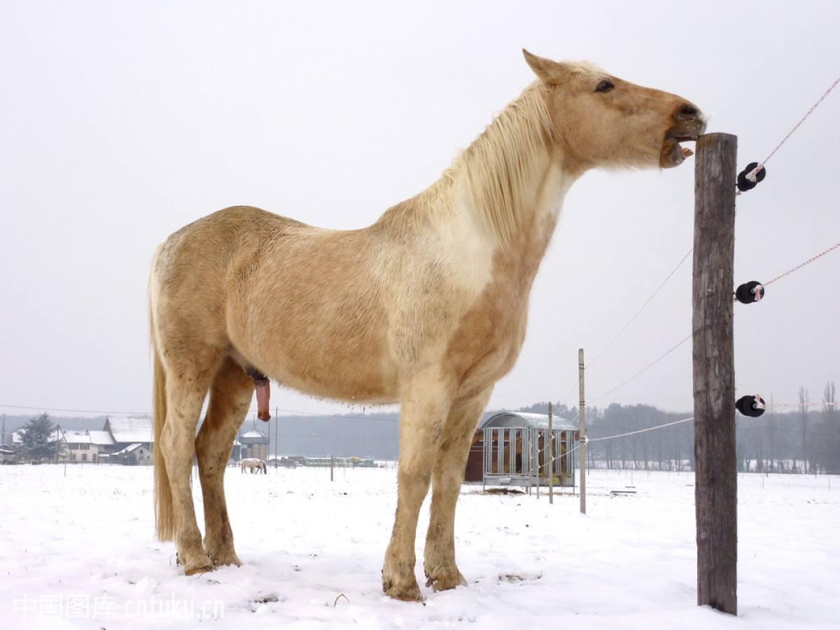好汉做事好汉当是什么生肖:经典解释作答落实