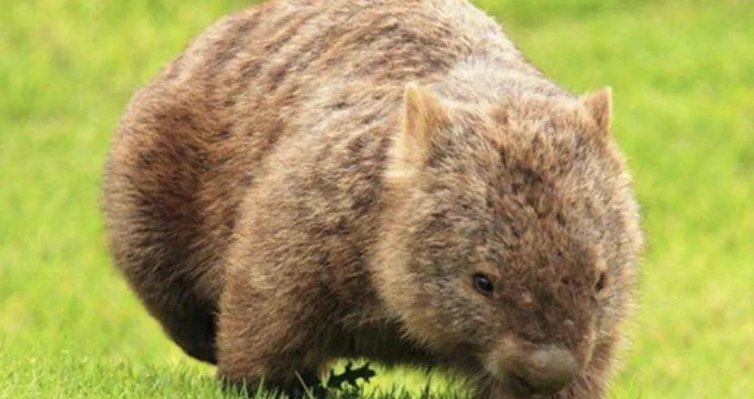 解析有功之臣的动物象征，从文化到现实的深刻解读