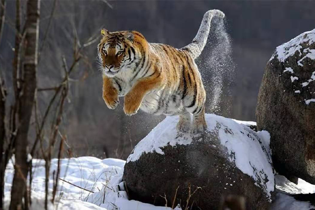 放虎归山是什么生肖:谜底即将揭晓落实