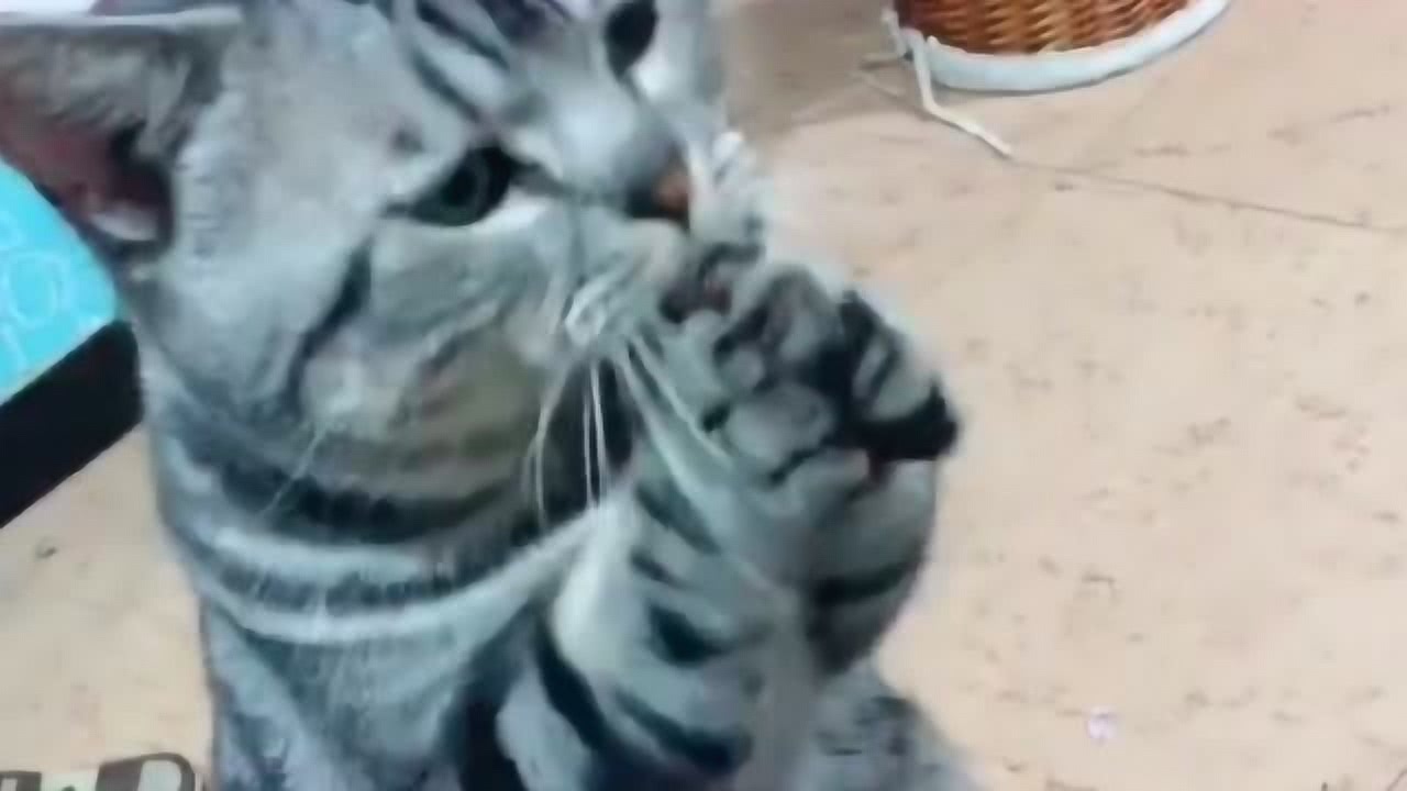 三跪九叩打一生肖、谁来落实解答