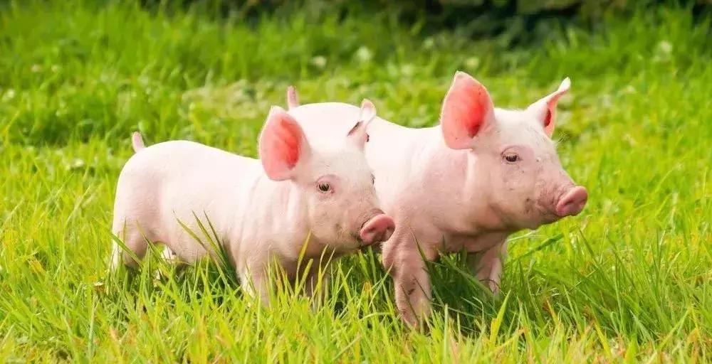 好汉做事好汉当是什么生肖:经典解释作答落实