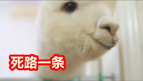 死路一条，为何还要继续走—以生肖为镜，探索坚持与落实的深层意义