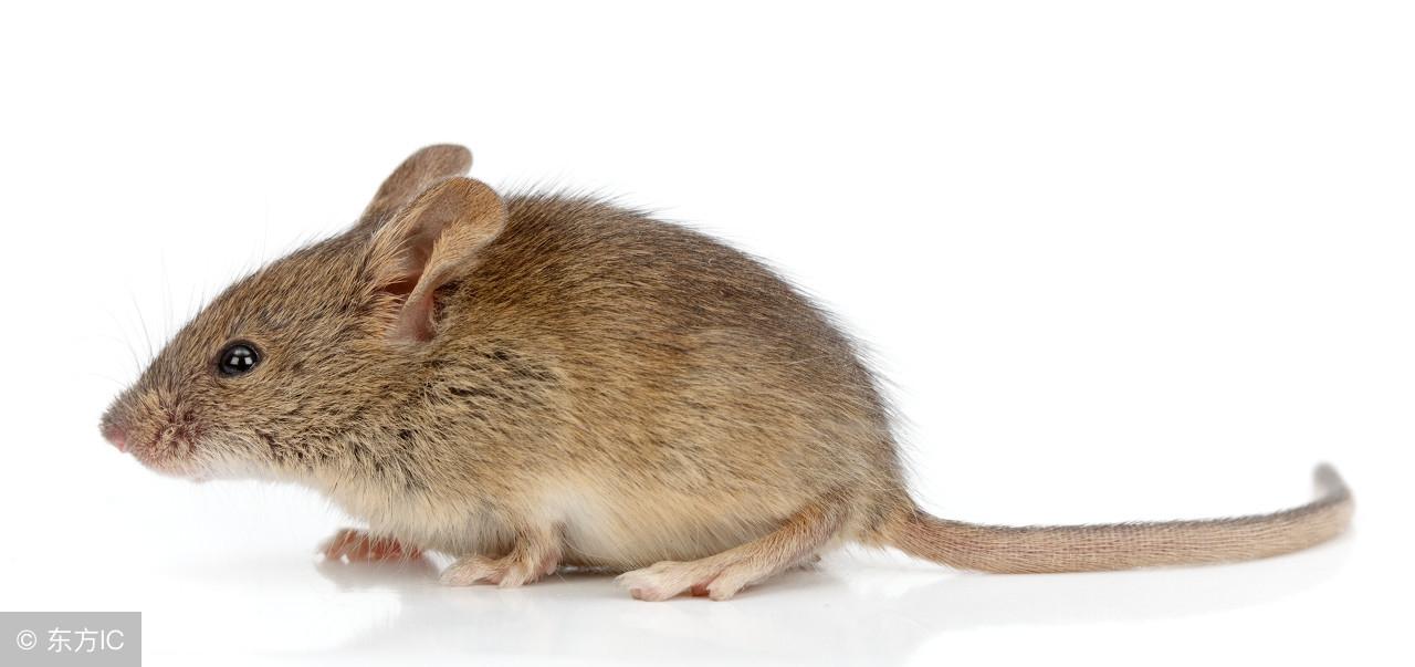 沾沾自喜打一正确生肖:最新解释落实