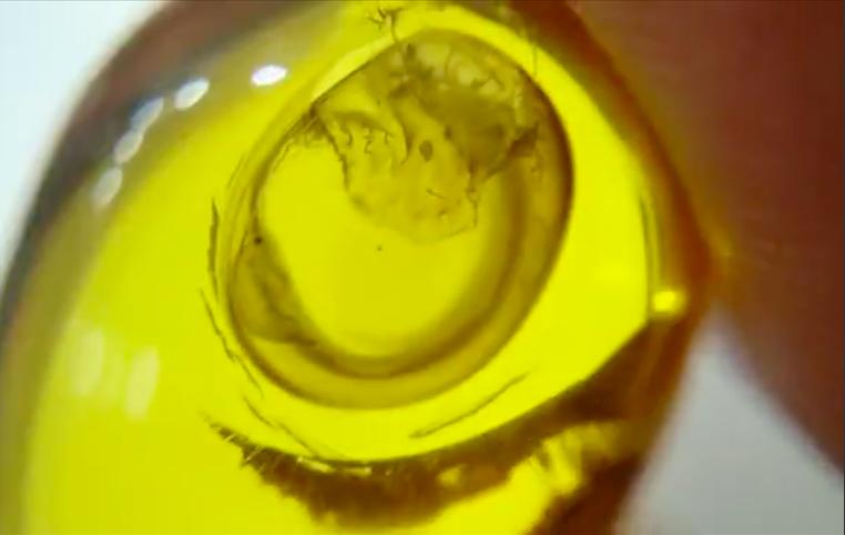 揭秘抠心挖胆之谜，权威解读背后的生肖真相