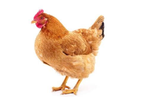 一暴十寒是什么生肖、前沿解释落实