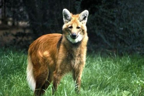 见贤思齐，从成语中领悟的动物智慧与行动